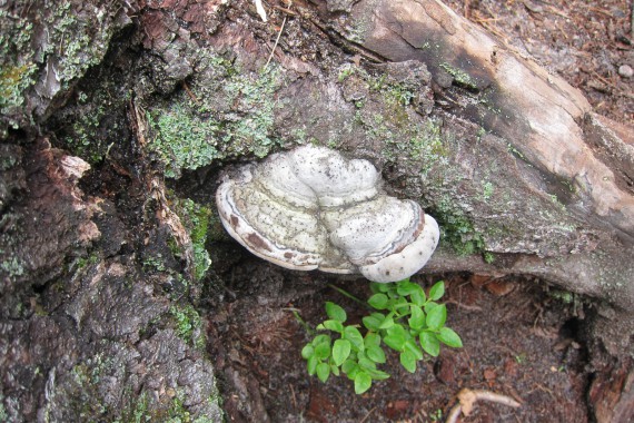 Фотография Каменный Город 78