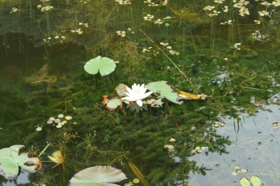 Фотография Ботанический сад им.Г.Демидова 7