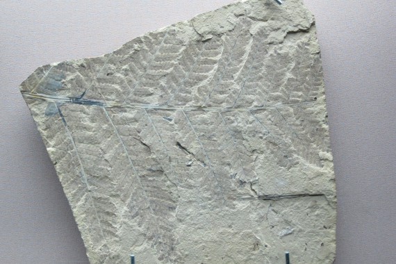 Фотография Музей пермских древностей 9