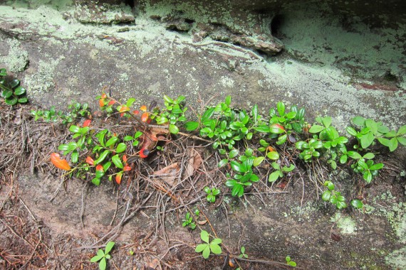 Фотография Каменный Город 77