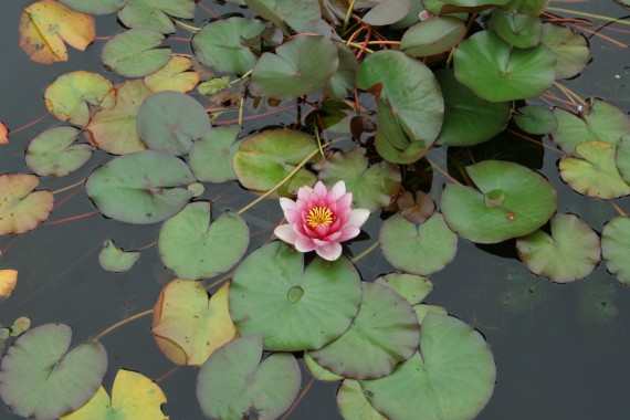 Фотография Ботанический сад им.Г.Демидова 6