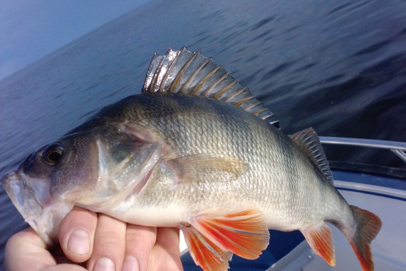 Фотография Рыболовно-охотничья база «Ухра» 23