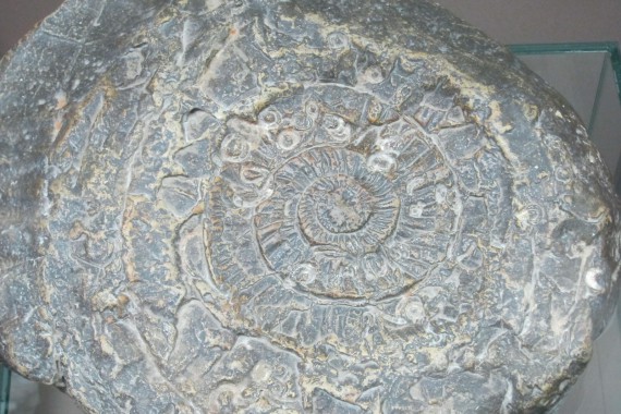 Фотография Музей пермских древностей 10