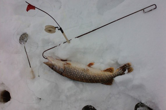 Фотография Рыболовно-охотничья база «Ухра» 19