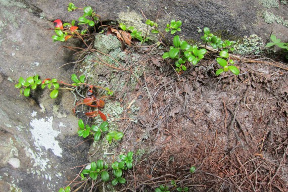 Фотография Каменный Город 79