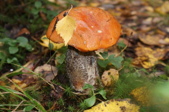 Фотография Рыболовно-охотничья база «Ухра» 11