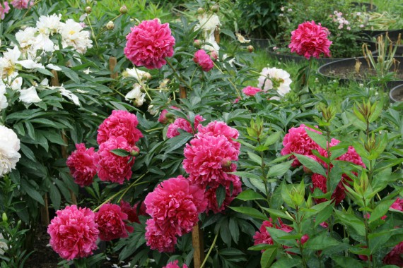 Фотография Ботанический сад им.Г.Демидова 8