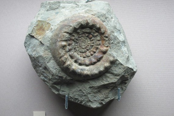 Фотография Музей пермских древностей 8