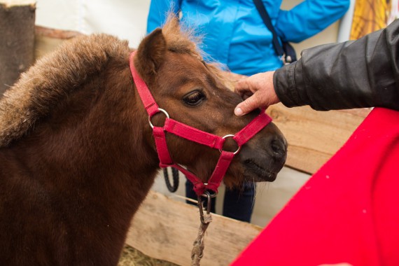 Фотография Фестиваль «Лукова Ярмонка» 2015 17