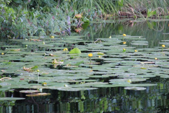 Фотография ЛОК «Лесная сказка» 15