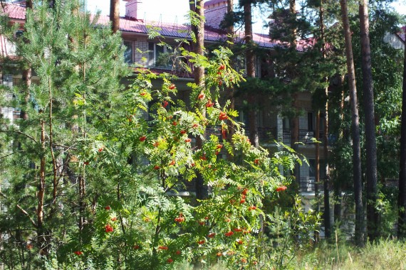 Фотография ЛОК «Лесная сказка» 3