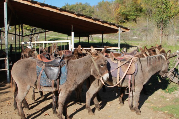 Фотография Ферма «Чудо ослик» 0