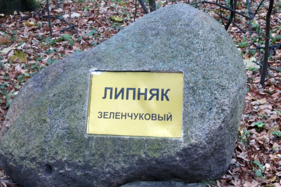 Фотография Липняк зеленчуковый 0