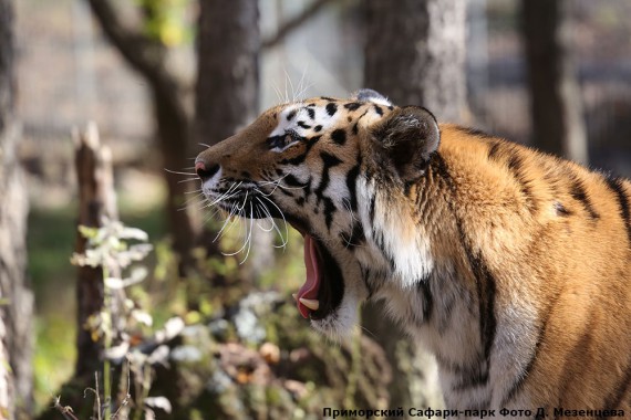 Фотография Приморский сафари-парк 4