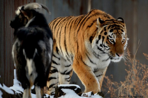 Фотография Приморский сафари-парк 1