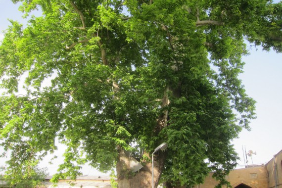 Фотография Джума-мечеть 7