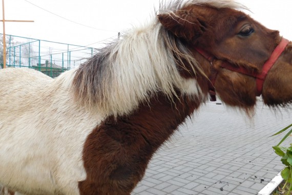 Фотография Центр туризма Чаплыгинского района 29