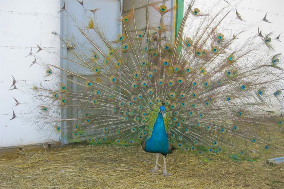 Фотография Центр туризма Чаплыгинского района 26