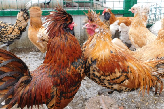 Фотография Центр туризма Чаплыгинского района 27