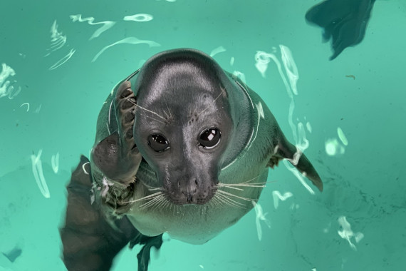 Фотография Нерпинарий 0