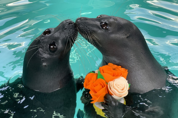 Фотография Нерпинарий в Листвянке 0