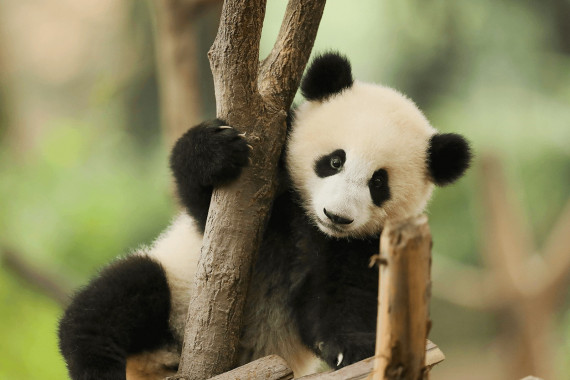 Фотография Центр изучения и разведения больших панд 0