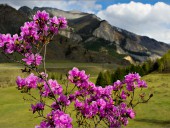 Цветок Маральника. Алтай