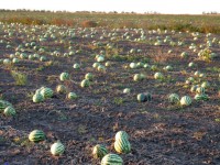 Щедрость земли Астраханской