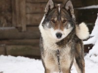 Экскурсионно-развлекательная программа «Едем к лайкам»