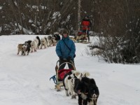 Сафари на собачьих упряжках «Школа каюра»