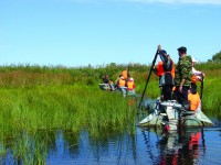 Птичье царство