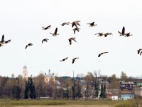 Загадки и легенды заповедной кологривский земли
